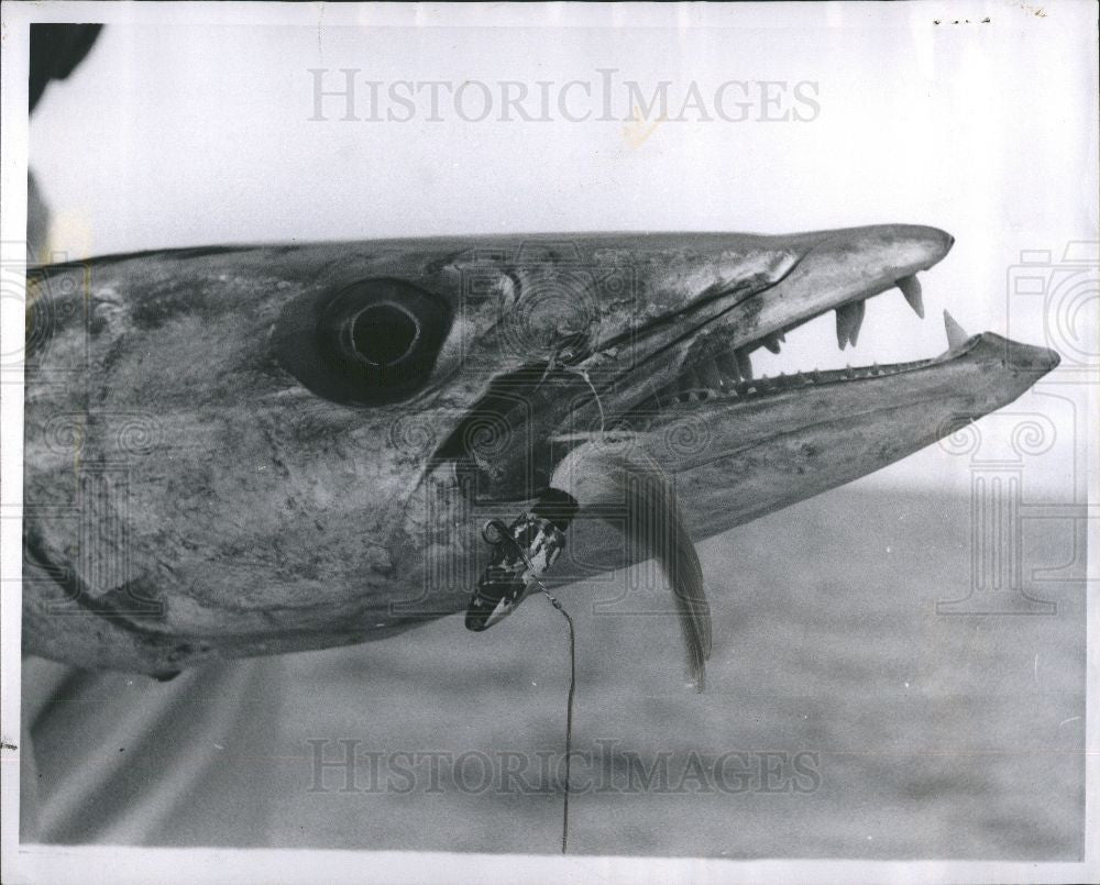 1960 Press Photo Fish Barracuda - Historic Images