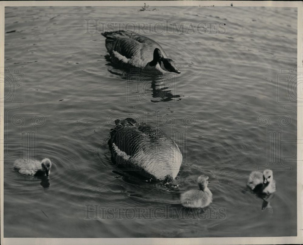 1960 Press Photo Goose birds Anatidae - Historic Images