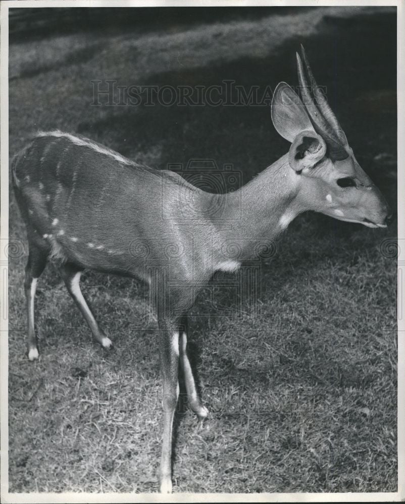 Press Photo Bush buck, shy, animal, nature - Historic Images