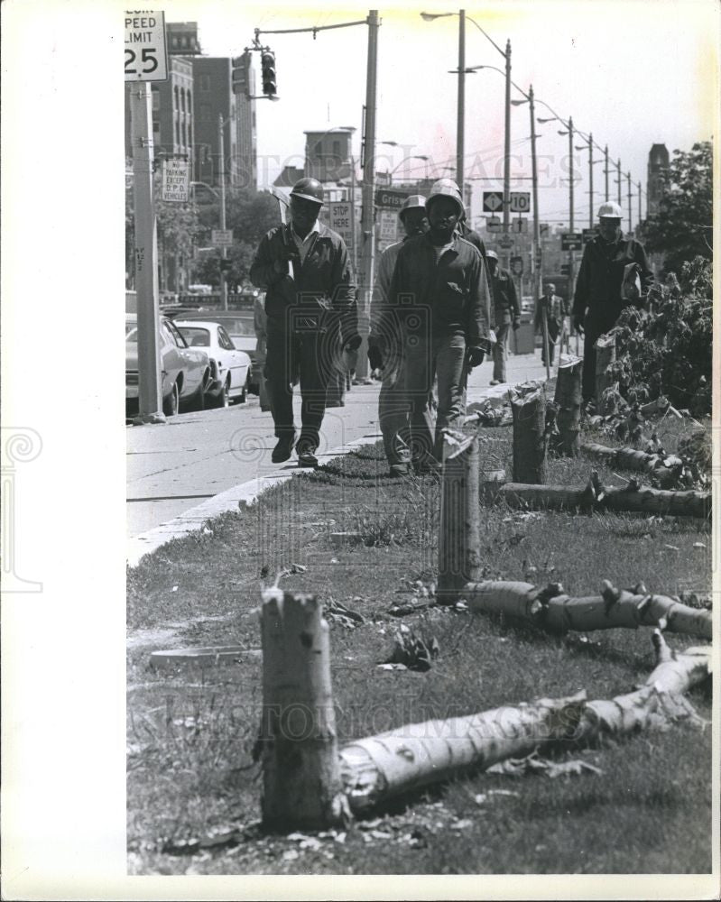1979 Press Photo workmen leave trees axed - Historic Images
