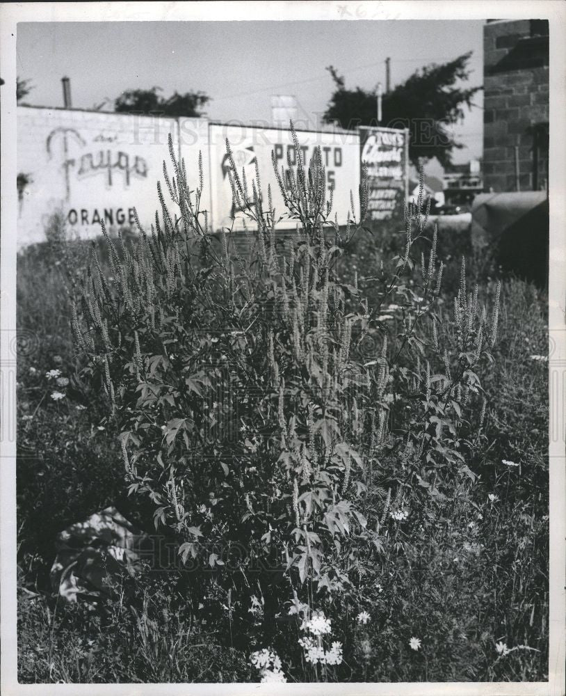 1953 Press Photo Hay Fever Detroit - Historic Images