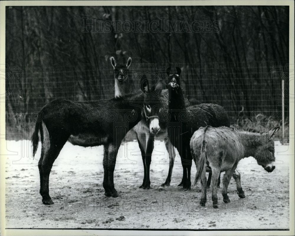 1985 Press Photo Bob Taylor Whitmore Lake burro llama - Historic Images