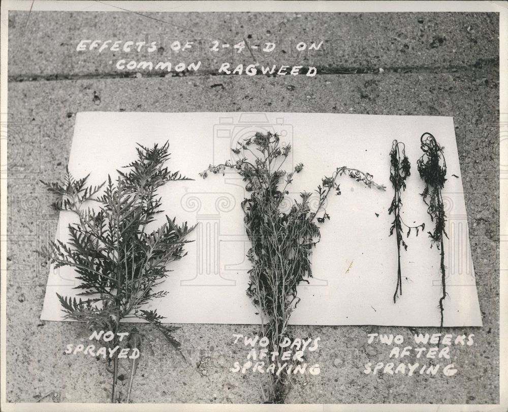 Press Photo 2-4-D Pesticide Ragweed Detroit Parks - Historic Images