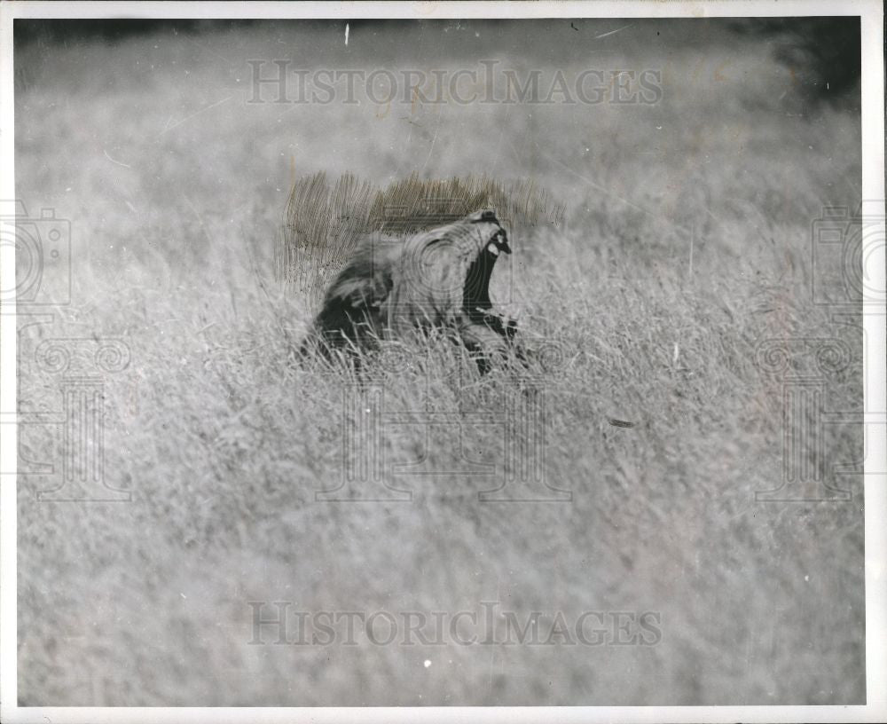Press Photo lion roar yawn field - Historic Images