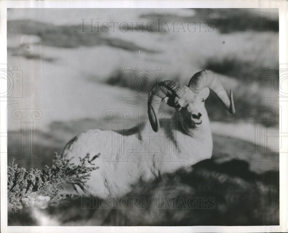 Press Photo Dall Sheep Ovis dalli wildlife horns - Historic Images