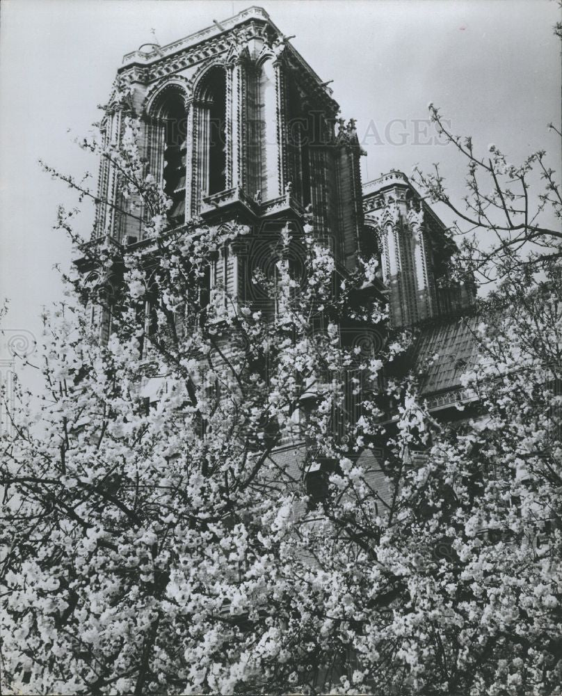 Press Photo Flower Tree France Nature - Historic Images