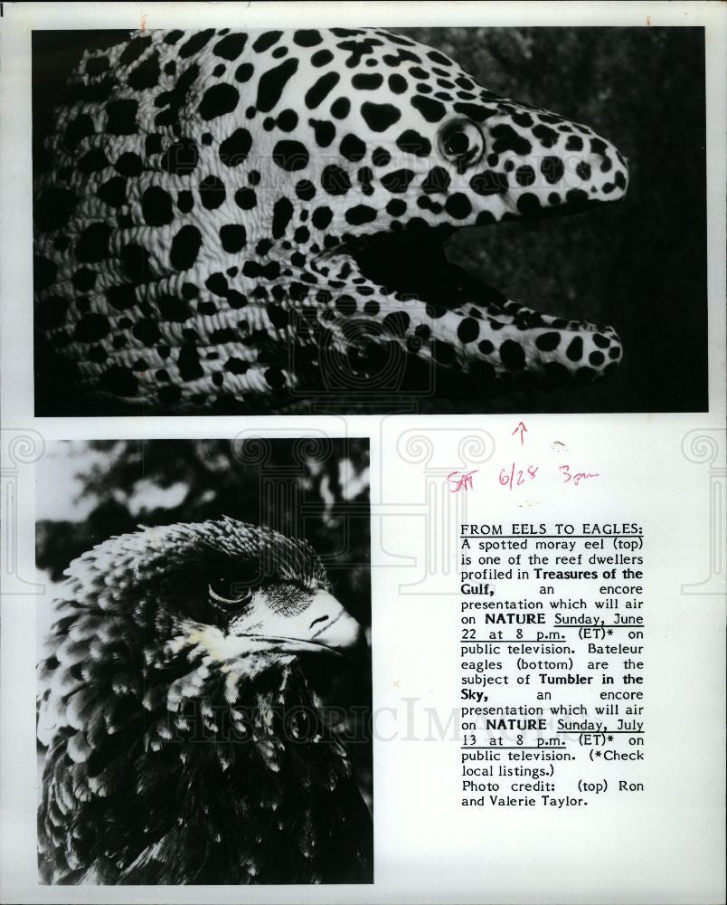1986 Press Photo A spotted moray eel - Historic Images