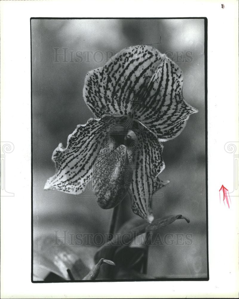 1986 Press Photo Paphiopedilum iona orchid - Historic Images