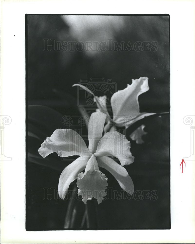 1986 Press Photo Flower-Orchid - Historic Images