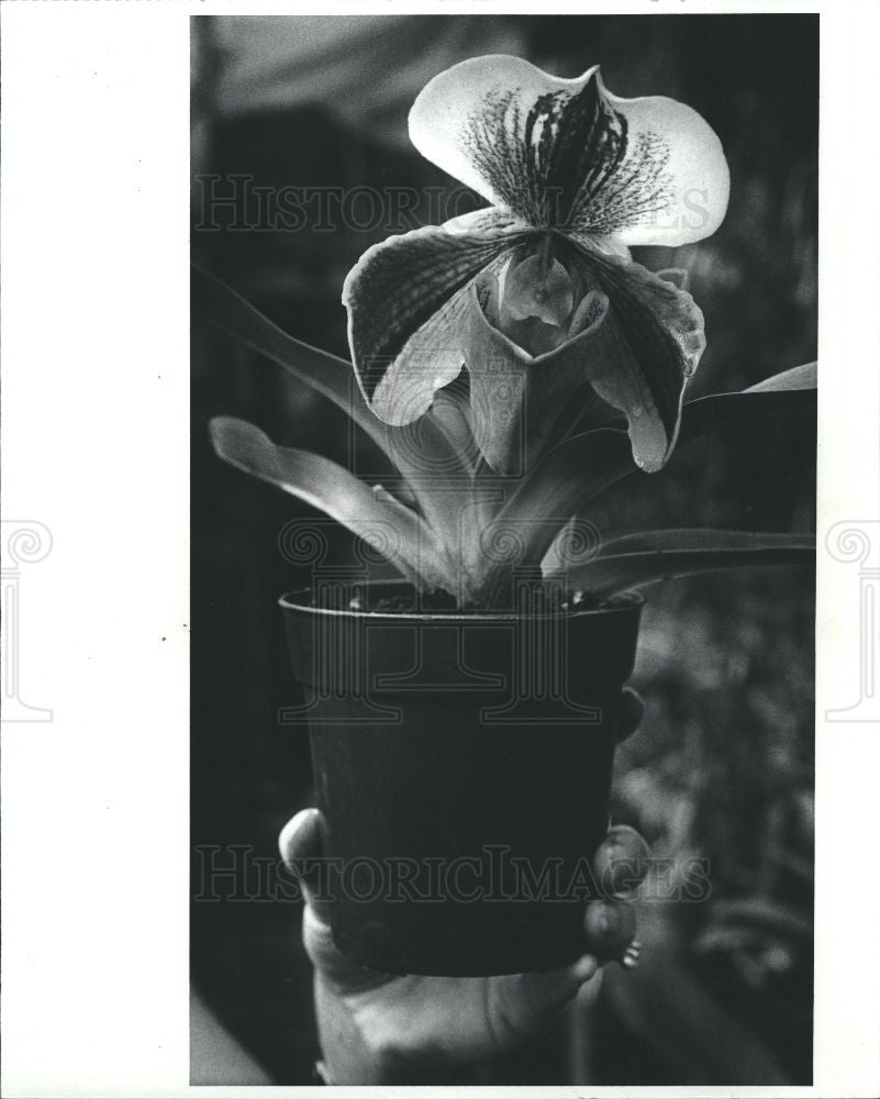 1982 Press Photo Flower Orchid - Historic Images