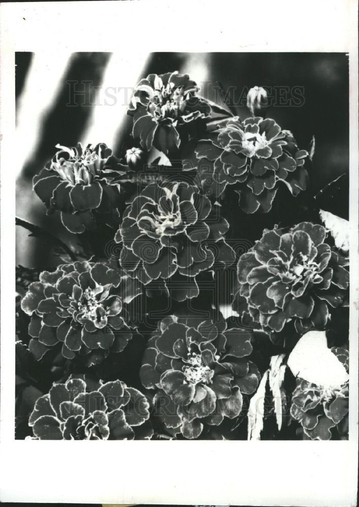 1984 Press Photo Marigold Flower - Historic Images