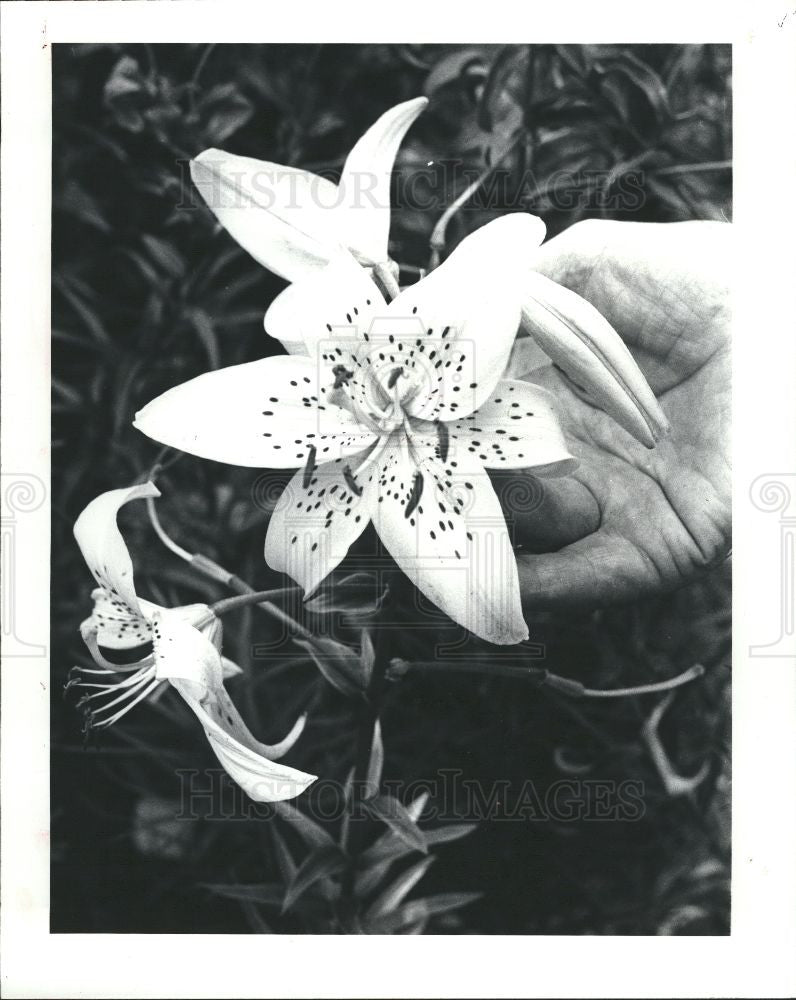 1982 Press Photo Lawrence Schmitt,lily,flower,sonnet - Historic Images