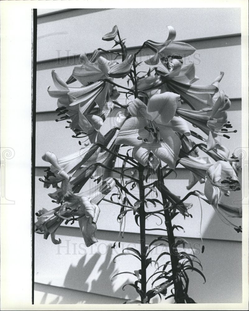 1980 Press Photo Lilies - Historic Images