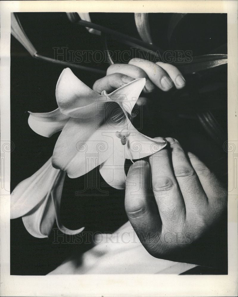 1948 Press Photo Easter Lily - Historic Images