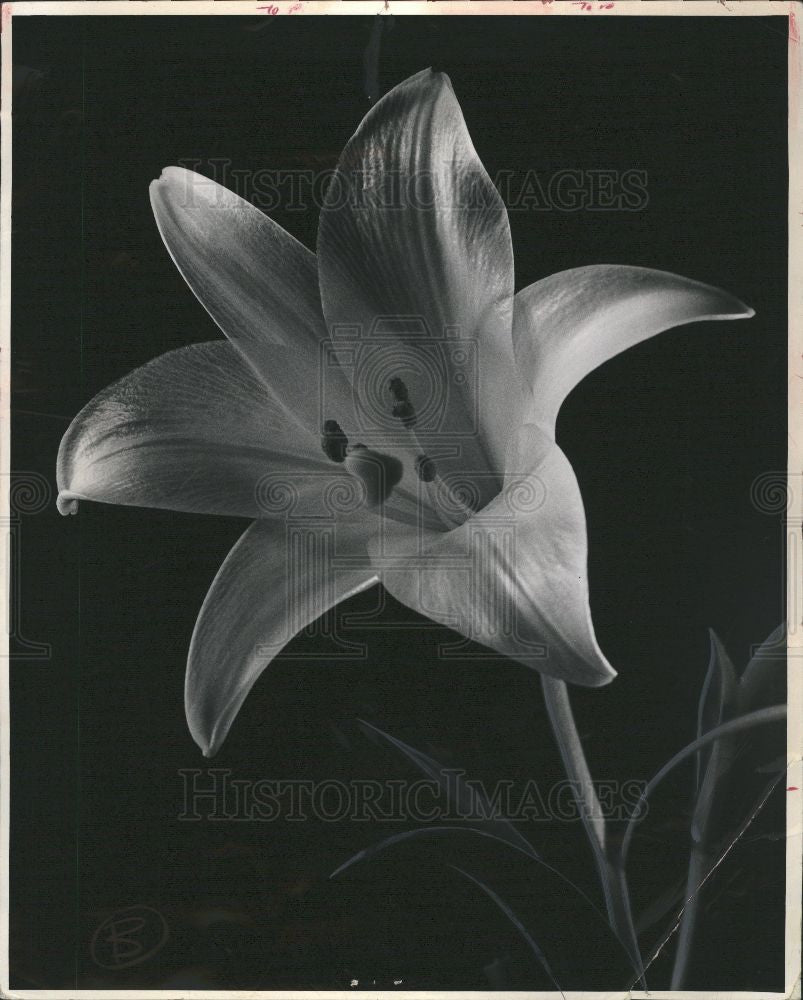 1973 Press Photo Flower-Lily - Historic Images