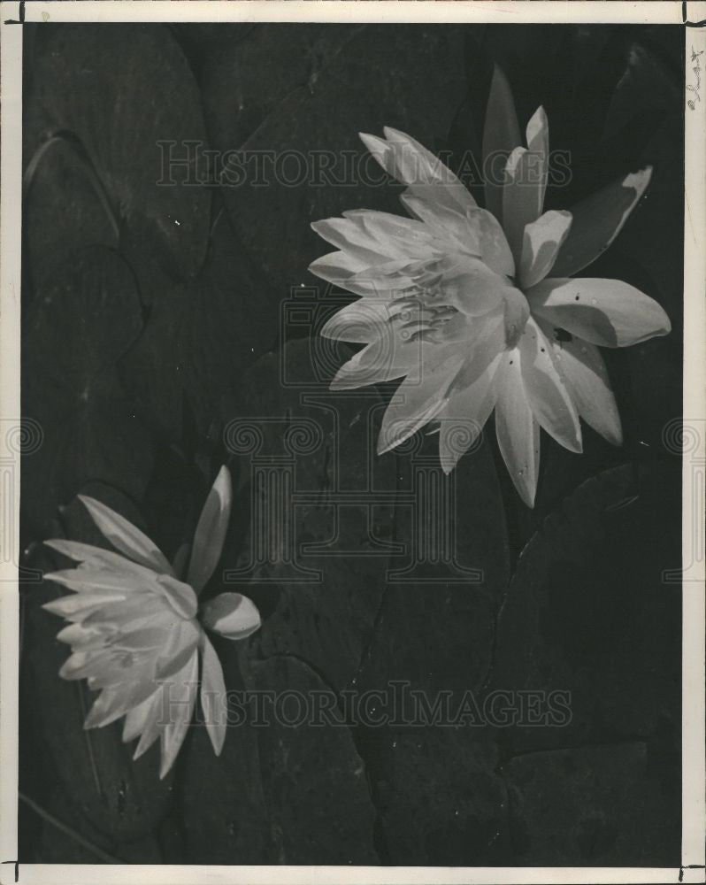1947 Press Photo water lilies lily casa lake pontiac - Historic Images