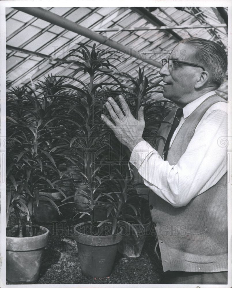 1987 Press Photo Lilies Working to bloom by Eastetr - Historic Images