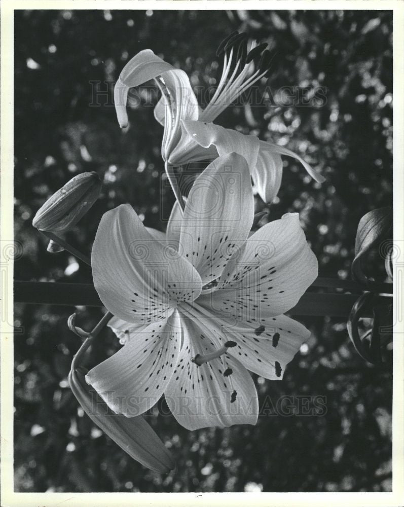 1984 Press Photo Harry schwarzer&#39;s lilies - Historic Images