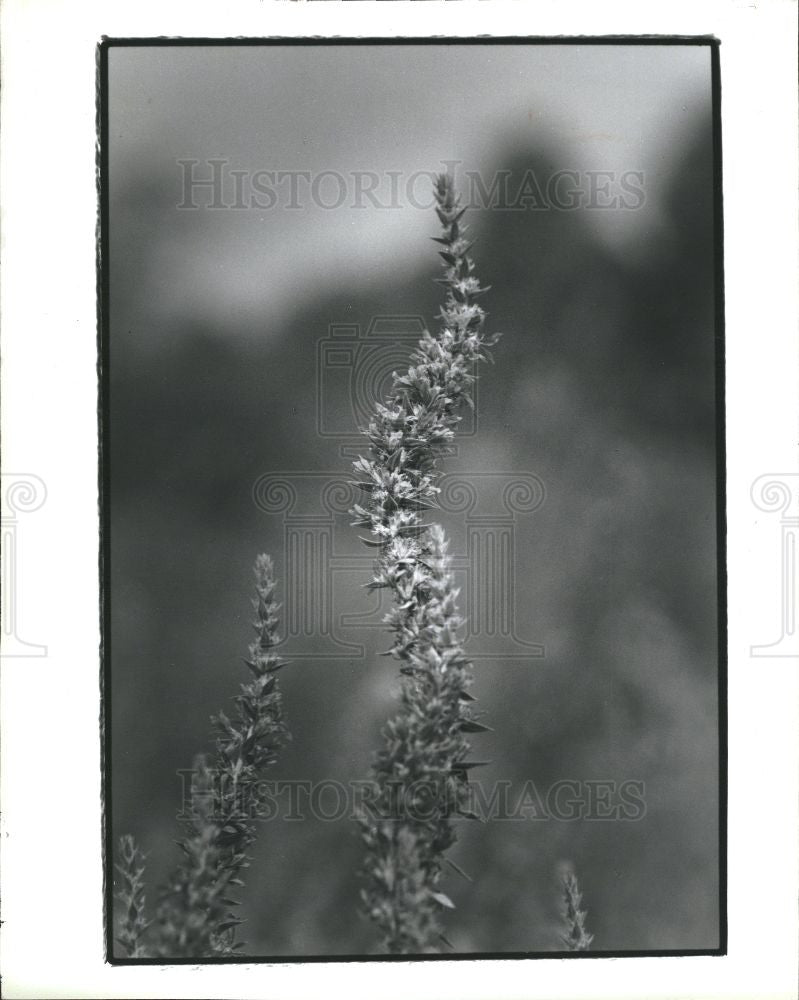 1992 Press Photo Loosestrife Wildflower - Historic Images