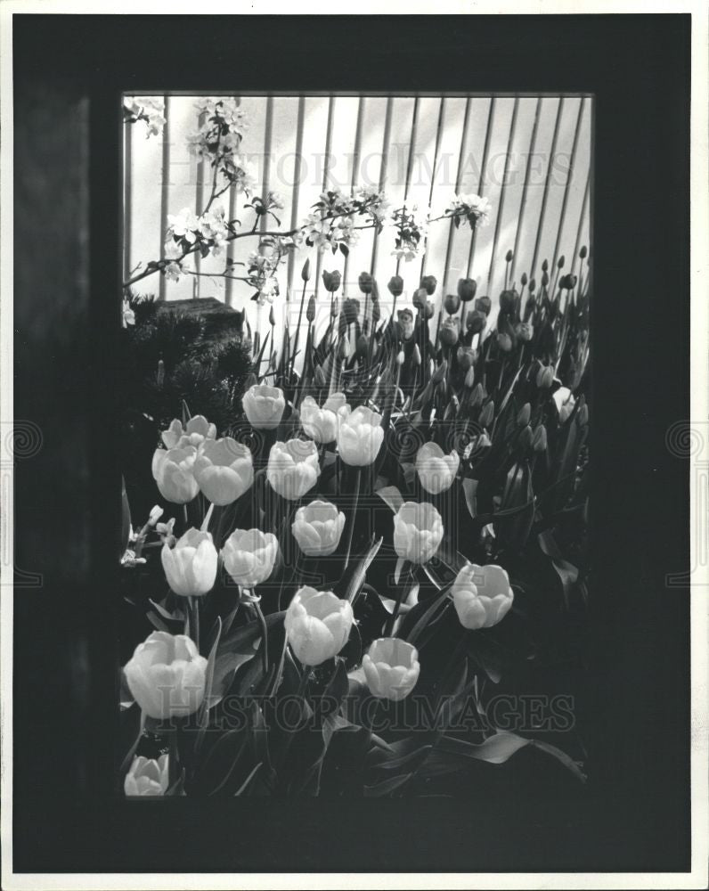 1984 Press Photo Flower Tulip - Historic Images