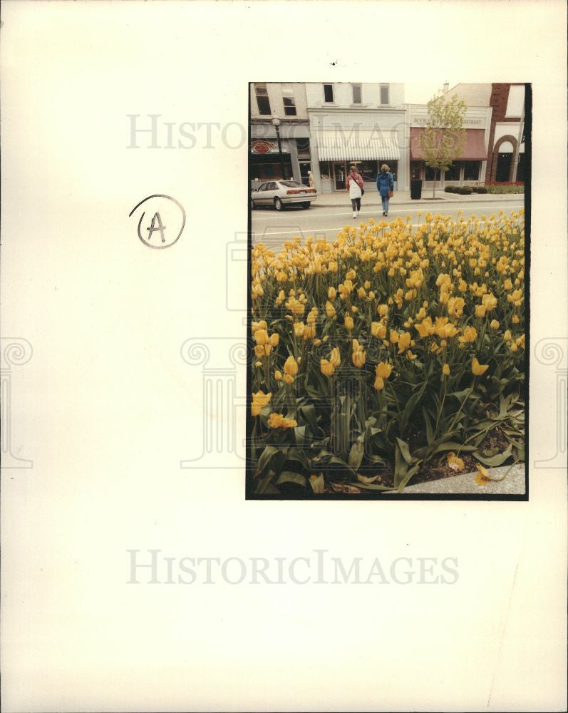 1991 Press Photo Tulip Time Festival Holland Michigan - Historic Images