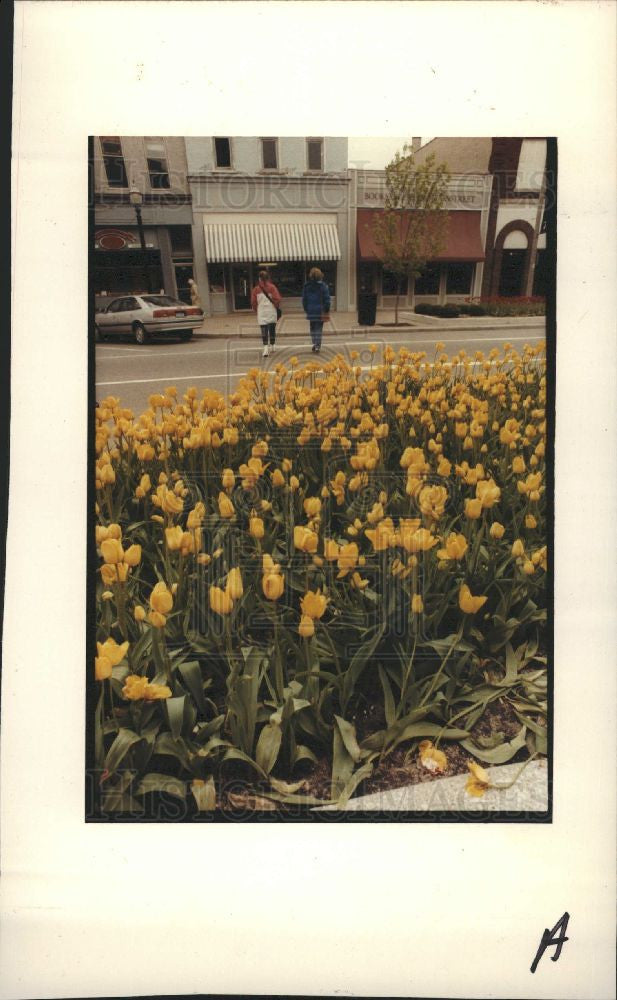 1991 Press Photo tulips flower holland - Historic Images