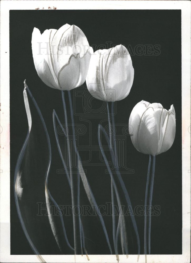 1967 Press Photo Tulips - Historic Images