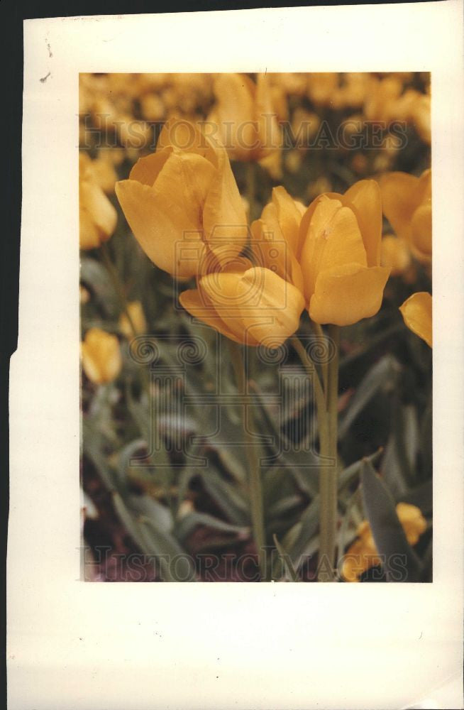 1991 Press Photo Tulip blooms Centennial Park Square - Historic Images