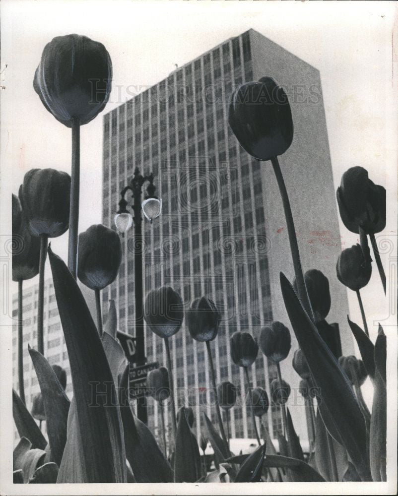 1966 Press Photo Flower Tulip - Historic Images