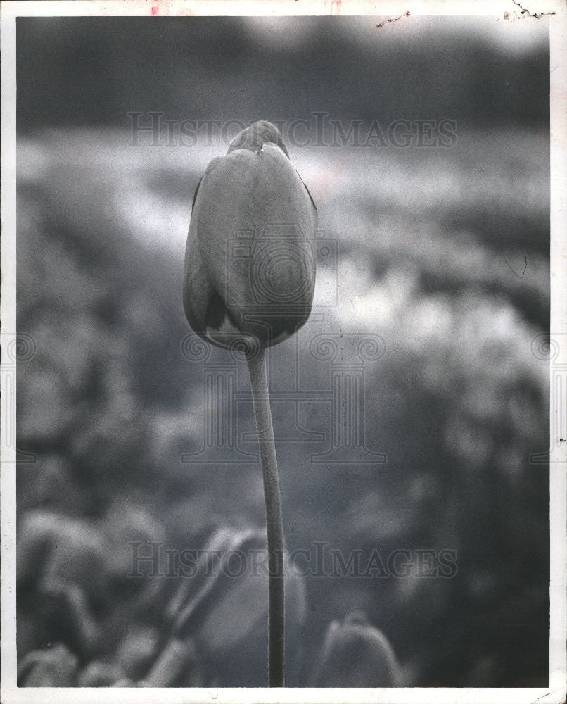 1960 Press Photo Flower Tulip Festival Holland - Historic Images