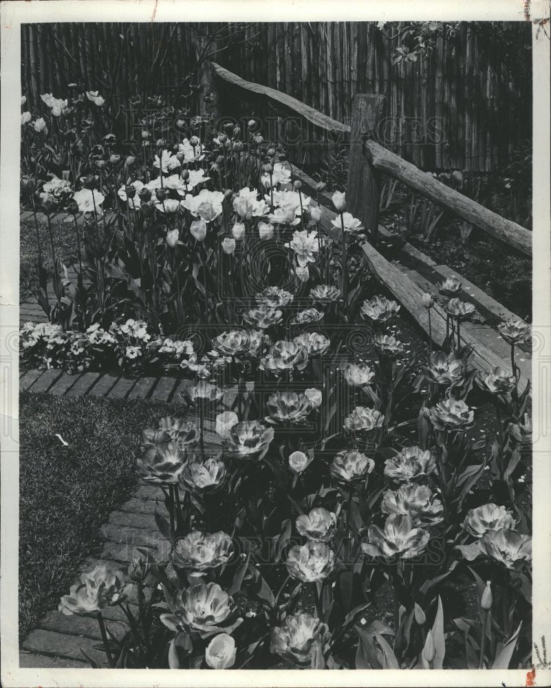 1956 Press Photo tulip flower - Historic Images