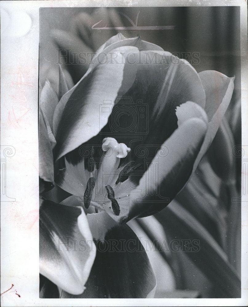 1974 Press Photo tulip - Historic Images