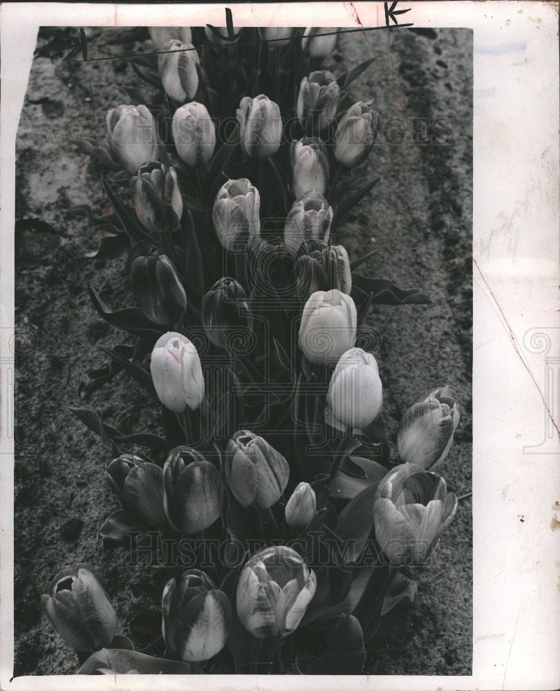 1952 Press Photo Tulips, flowers - Historic Images
