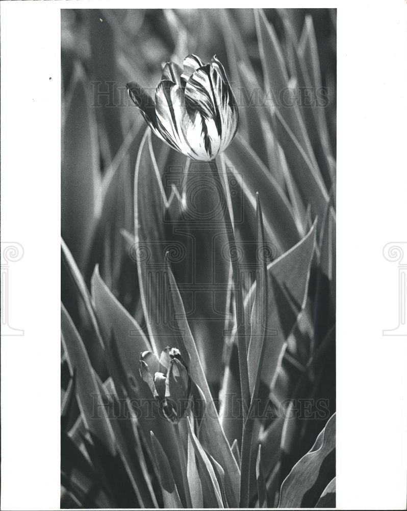 1981 Press Photo Flower Tulip - Cranbrock Gardens - Historic Images