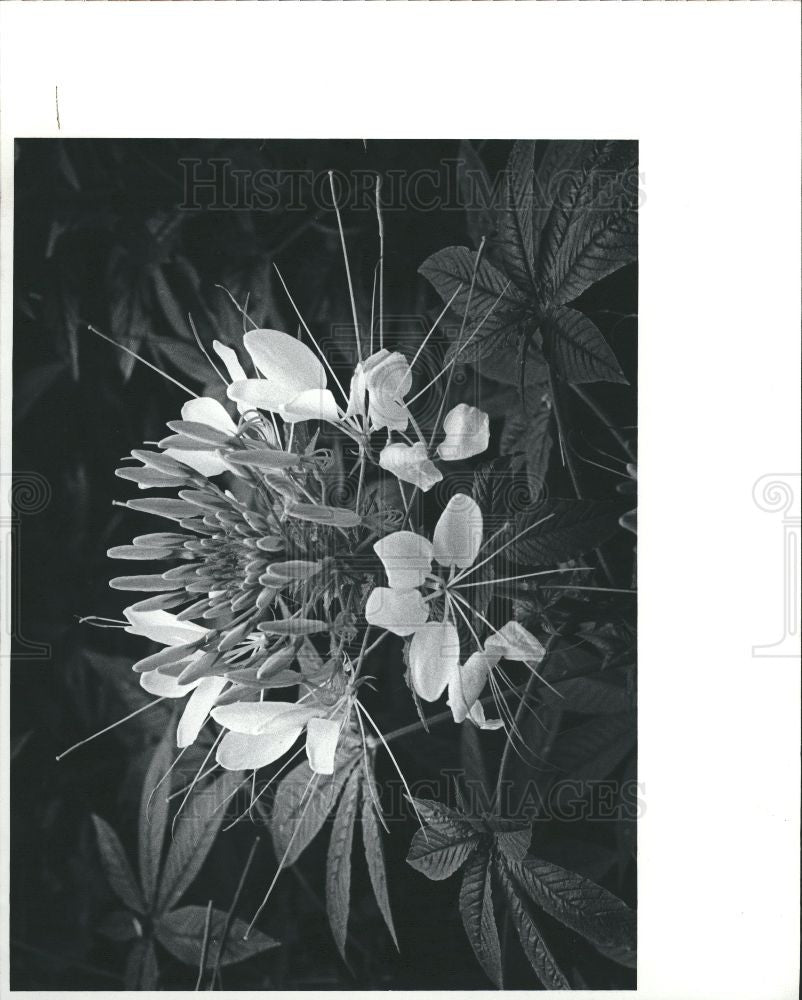 1981 Press Photo Spider Plant Flower - Historic Images