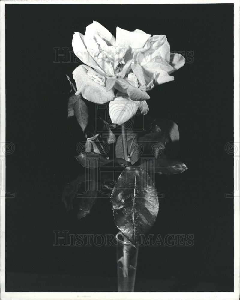 1982 Press Photo rose flower - Historic Images
