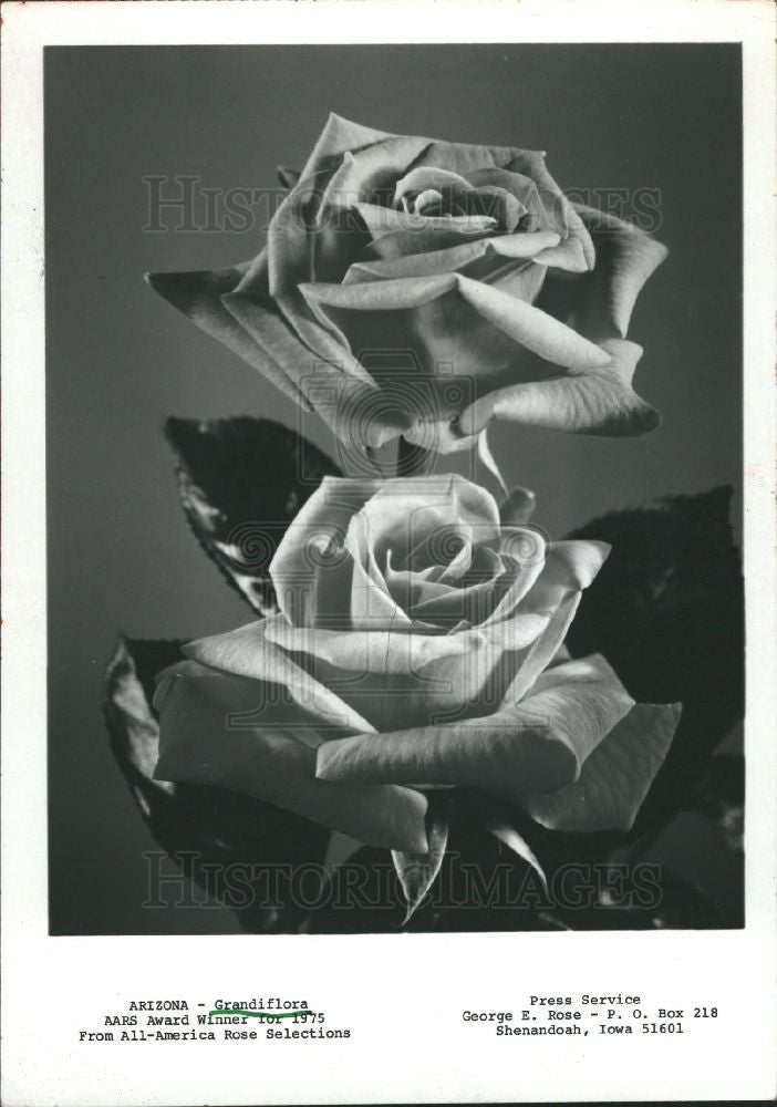 1985 Press Photo Grandiflora Rose Arizona Flower Plant - Historic Images