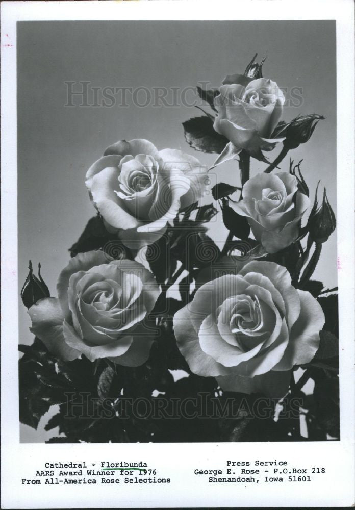 1985 Press Photo Floridbunda AARS Award Winner Rose - Historic Images