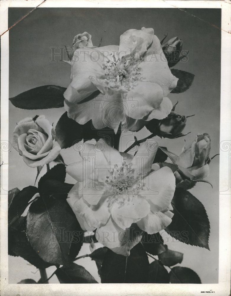 1949 Press Photo Flower Rose Floribunda Fashion PP 789 - Historic Images