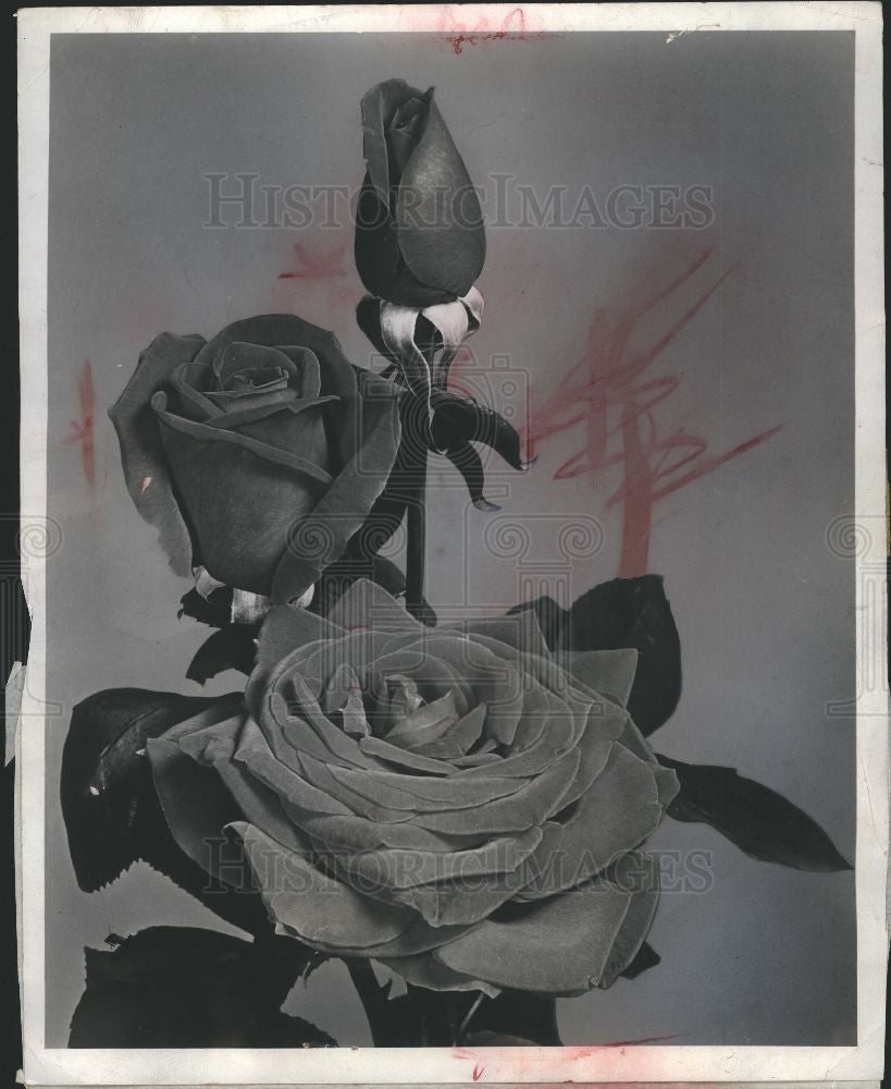 1965 Press Photo All-American Rose Selections 1965 - Historic Images