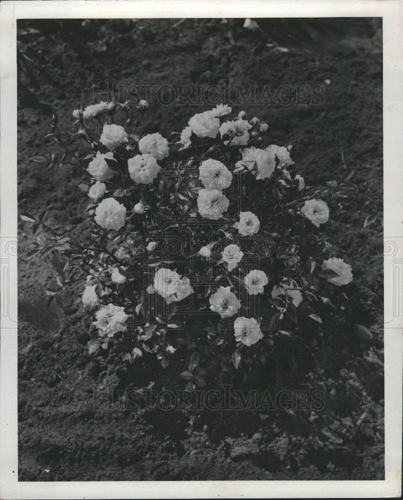 1954 Press Photo flower rose - Historic Images