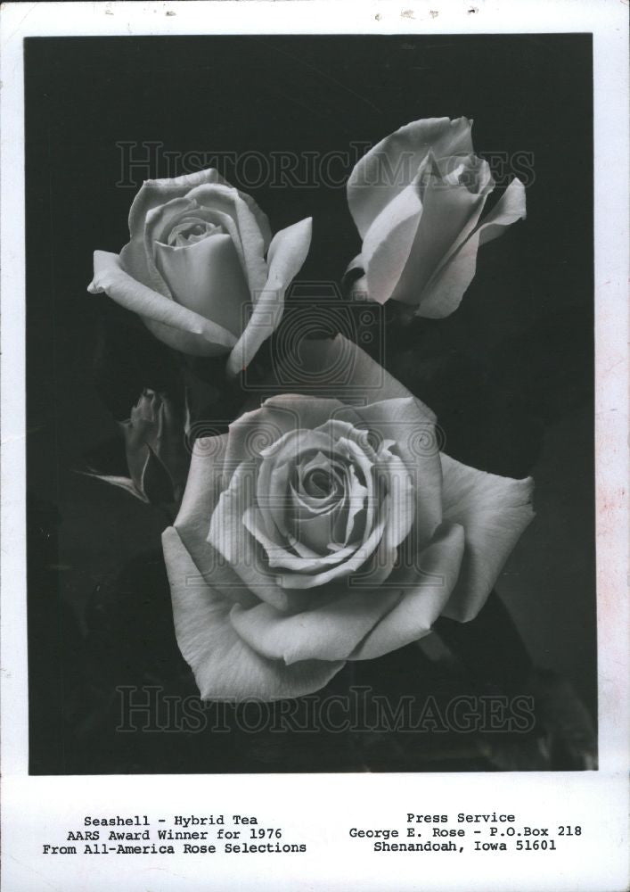 1979 Press Photo floribunda tea rose Flora-Tea hybrid - Historic Images