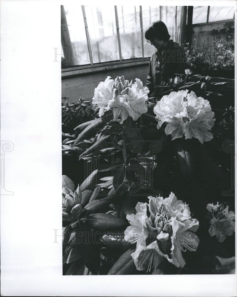 1978 Press Photo Marjorie Van Hoy Rhododrendrons Flower - Historic Images