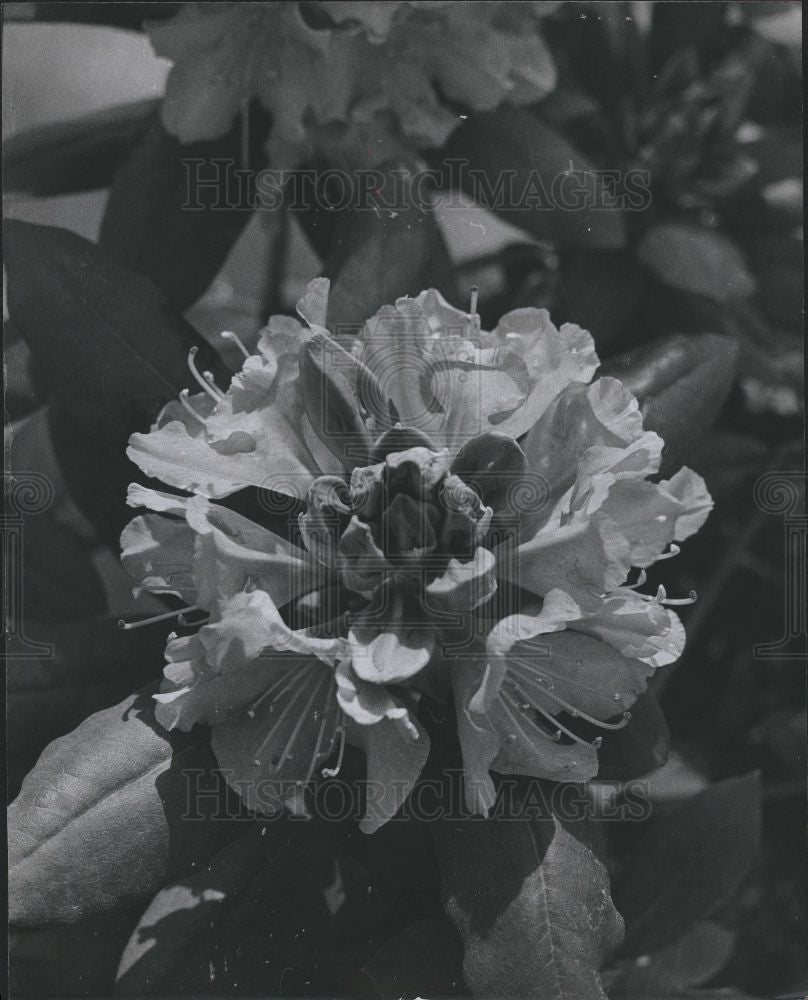 1977 Press Photo Rhododendron Flower - Historic Images