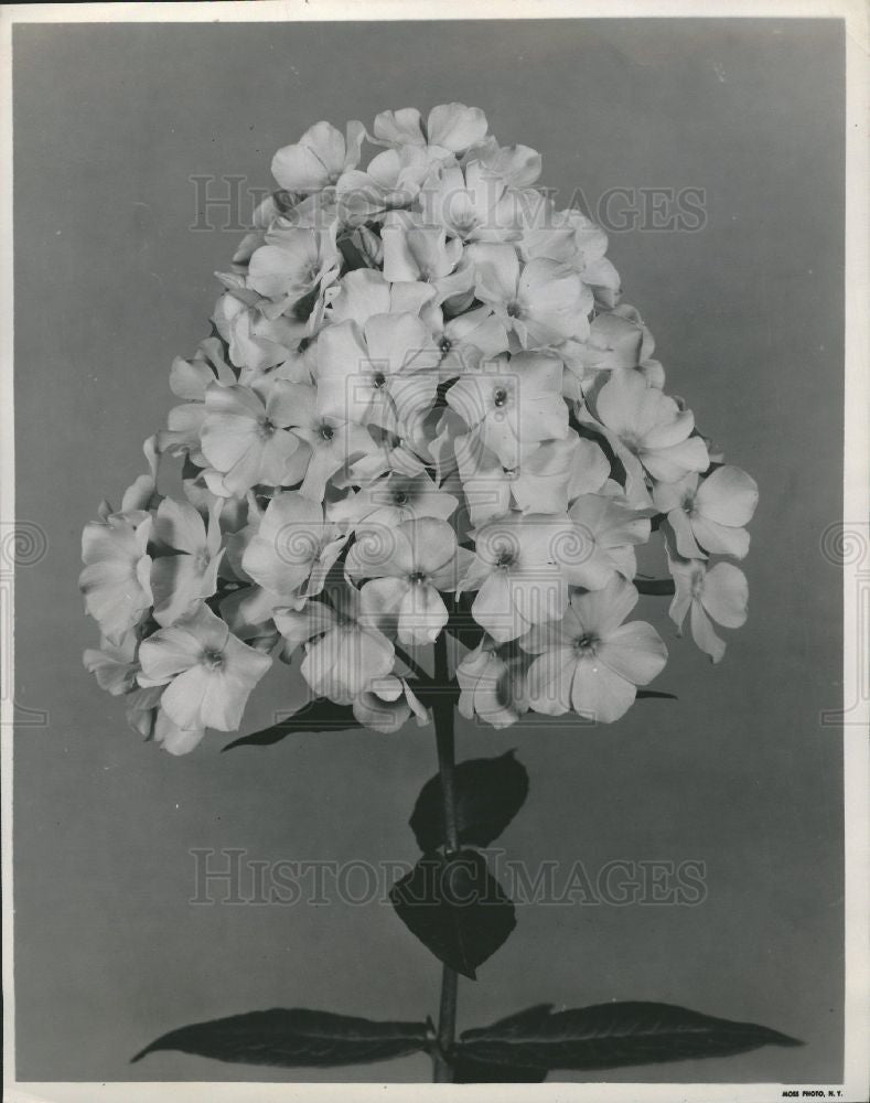 1948 Press Photo Phlox Rosea Superba Flowers Gardening - Historic Images