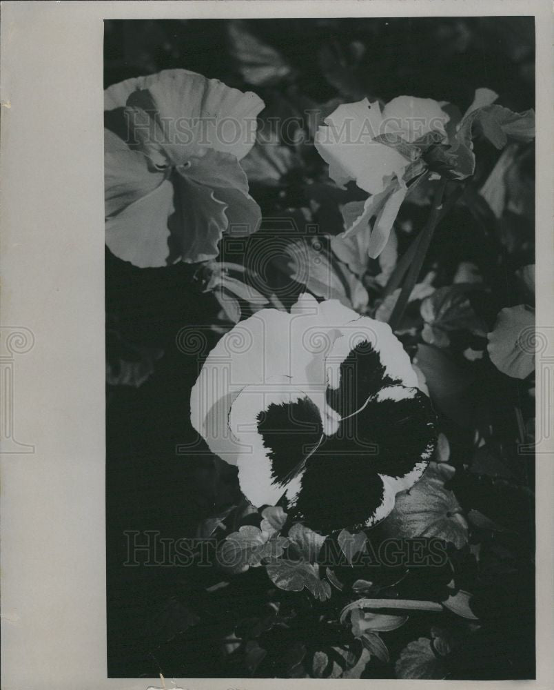 1971 Press Photo Pansy Flower Plant Gardening Flowers - Historic Images