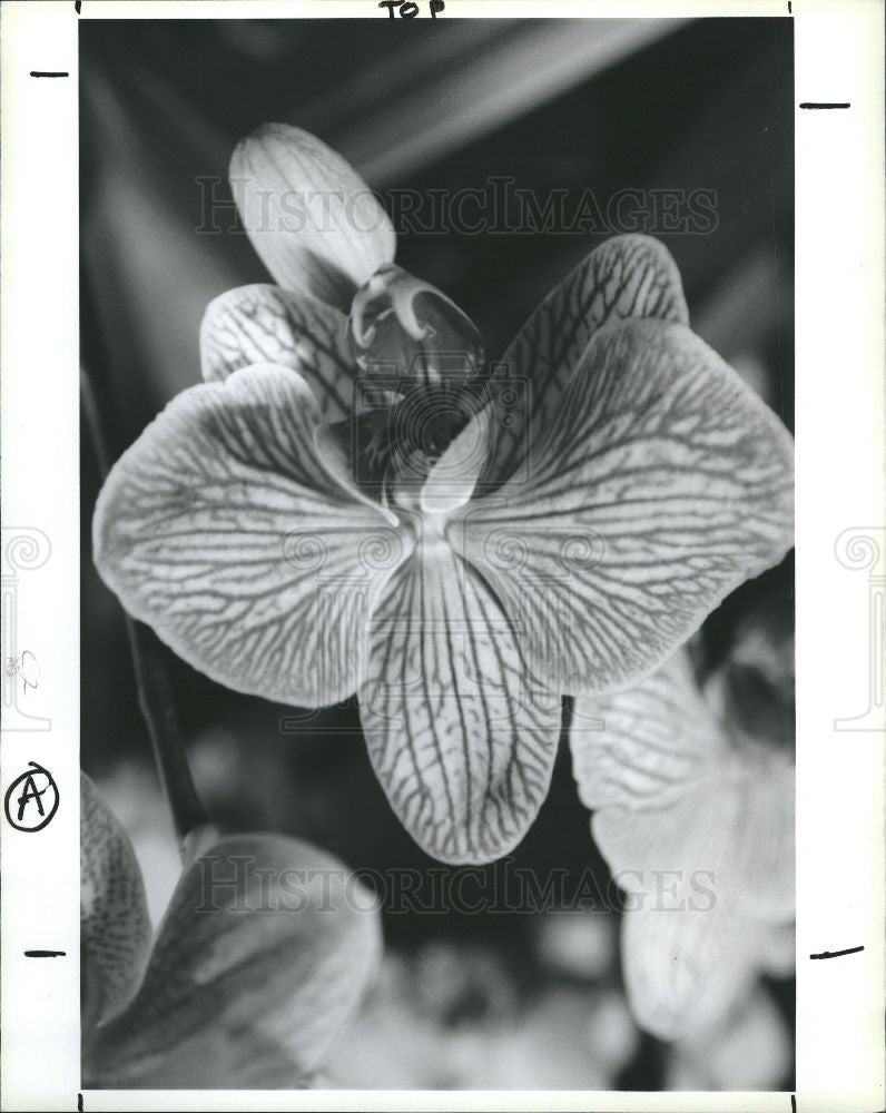 1990 Press Photo Orchidaceae flower orchid - Historic Images