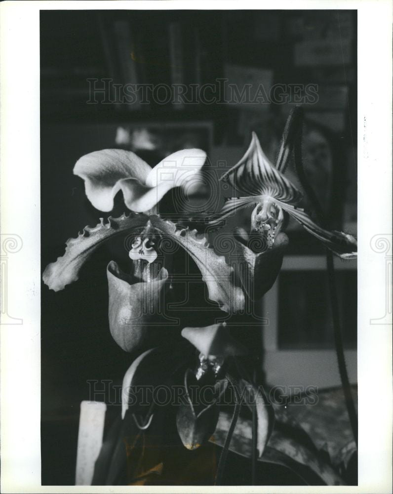 1990 Press Photo Paphiopedilum, orchid - Historic Images