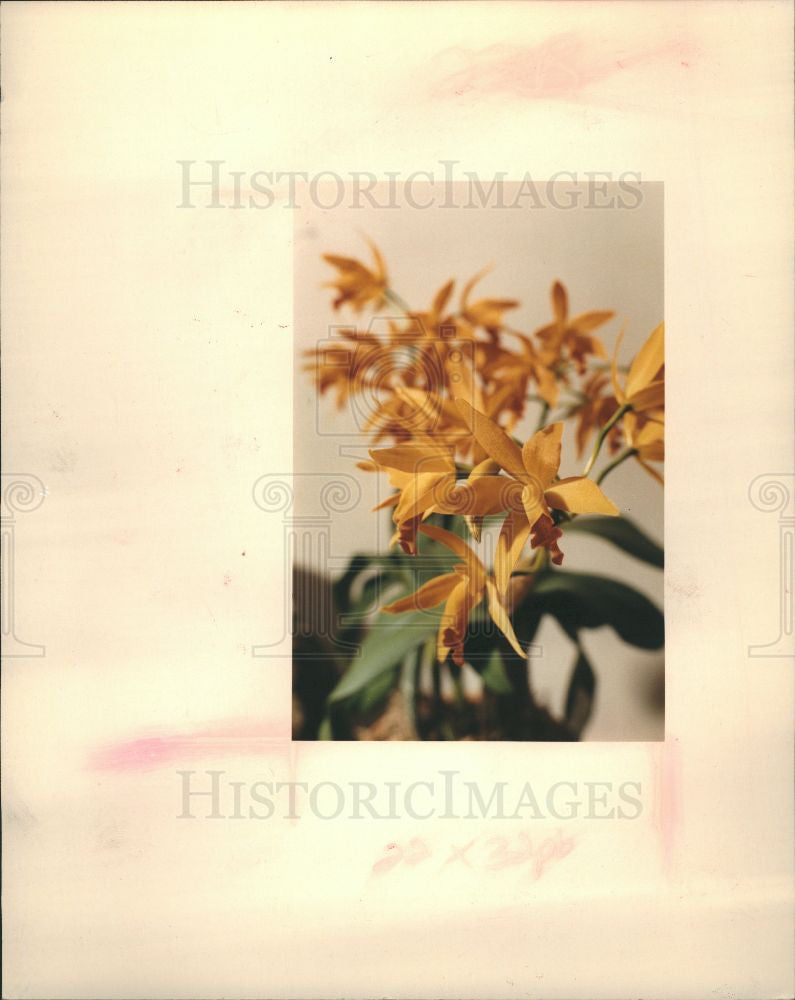 1986 Press Photo Laelio Cattleya flower - Historic Images