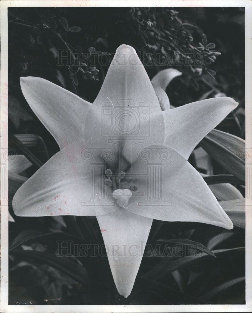 1974 Press Photo Easter Lily Belle Isle Flower - Historic Images